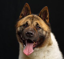 American akita dog on Isolated Black Background in studio