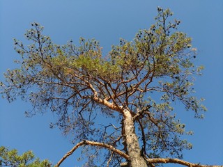 Green pine on blue sky background