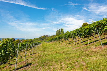 Fototapeta na wymiar Steep hillsides with grapevines near Birnau on Lake Constance in front of a bright blue sky in summer