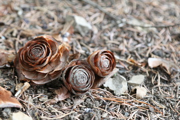 Dry evergreen cones