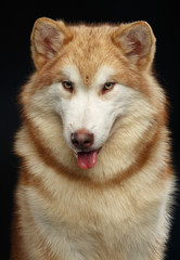 Alaskan Malamute dog on Isolated Black Background in studio
