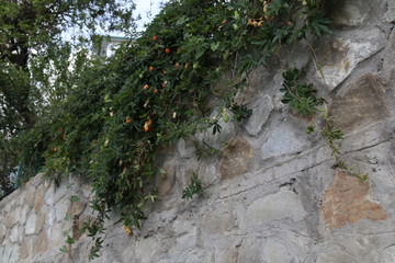 Passionflower berries 