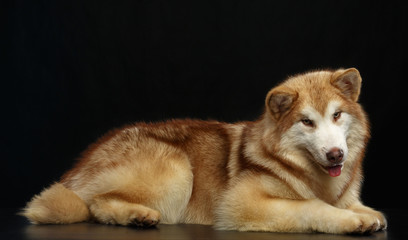Alaskan Malamute dog on Isolated Black Background in studio