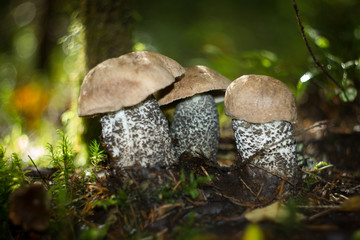 Forest gifts. Karelia. 