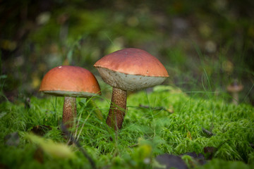 Forest gifts. Karelia. 