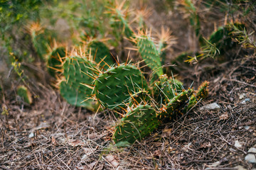 Green leaves of opuntia cactus in sunlight. Textured background.