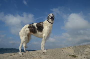 Elder silver/white female borzoi stands at a beach, seen from a rather low angle.
