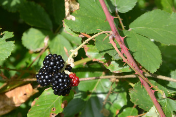 Cluster with blackberries in sunlight