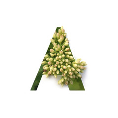Cut out letter A with growing plant inside. Part of the alphabet.
