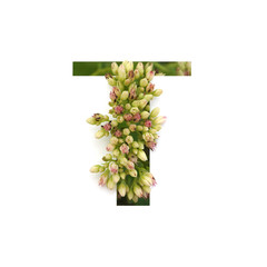 Cut out letter T with growing plant inside. Part of the alphabet.