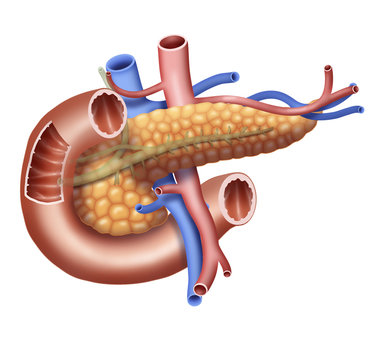 Digital illustration of pancreas