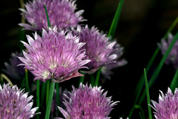 Flowers of Chive herb plant.  Chives, scientific name Allium schoenoprasum, are an edible species of the genus Allium. 