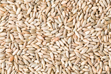Rye grain seeds close up pattern background. Top view. Studio Shot