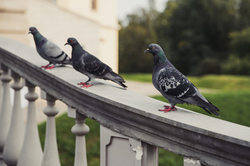 Three pigeons on the railing.