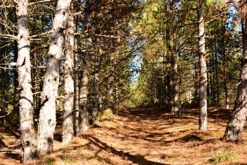 Path in the forest