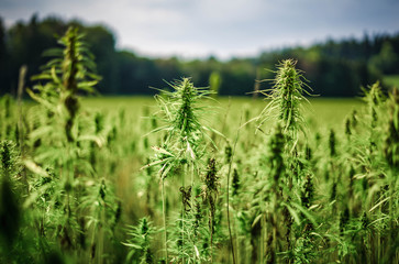Cannabispflanzen unter freiem Himmel 
