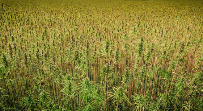 Cannabispflanzen unter freiem Himmel 