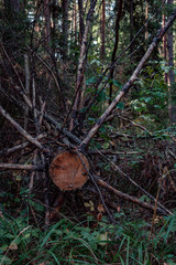 Forest landscape