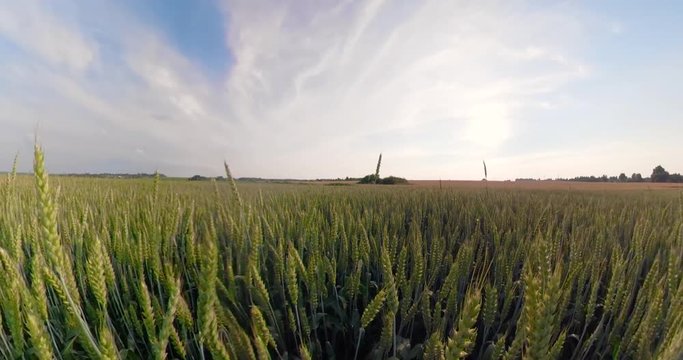 Field with green wheat on summer day spherical panorama. 360VR Spikelets of ripening green wheat on farm land.
