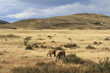 Fototapeta na wymiar Two guanacos graze on a golden field in rural Patagonia. 