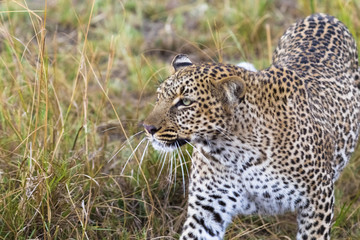 The leopard conceals prey. Masai Mara, Kenya