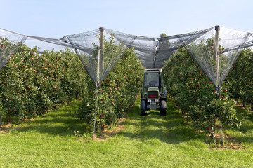 Apfelernte, Landwirtschaft © Tatjana Balzer