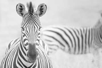 Right angled zebras 