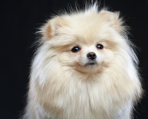 Pomeranian spitz Dog on Isolated Black Background in studio