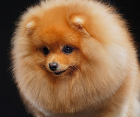 Pomeranian spitz Dog on Isolated Black Background in studio