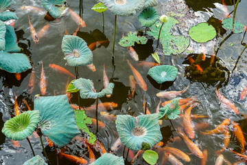 Tranquil koi pond with lily pads and lotus flower