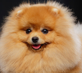 Pomeranian spitz Dog on Isolated Black Background in studio