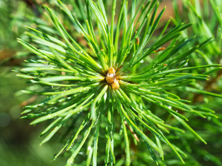 Macro shot of fir cone germ with raindrops in sunlight