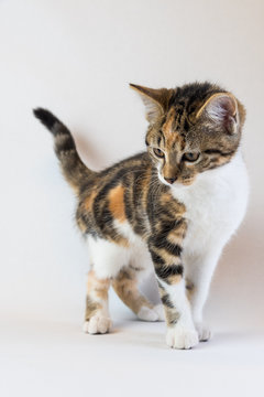 pixelle