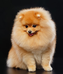 Obraz premium Pomeranian spitz Dog on Isolated Black Background in studio