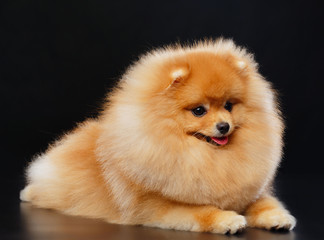 Pomeranian spitz Dog on Isolated Black Background in studio