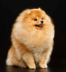 Pomeranian spitz Dog on Isolated Black Background in studio