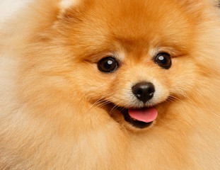 Pomeranian spitz Dog on Isolated Black Background in studio