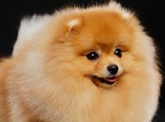 Obraz premium Pomeranian spitz Dog on Isolated Black Background in studio