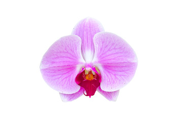 Naklejka na ściany i meble Beautiful orchid flower isolated on white background