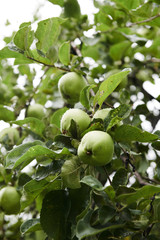Green apples on branch ready to be harvested