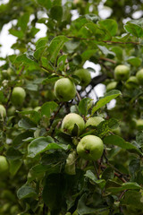 Green apples on branch ready to be harvested