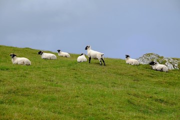 Obraz premium Moutons