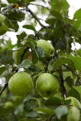 Green apples on branch ready to be harvested