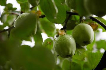 Green apples on branch ready to be harvested