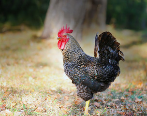 Photo of a close-up beautiful big cock