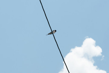鳥と電線