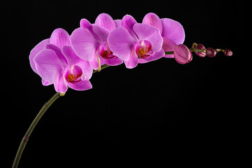 Purple Phalaenopsis orchid flowers on black background. © ulzanna