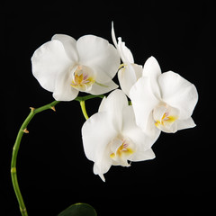 Obraz na płótnie Canvas White Phalaenopsis orchid flowers on black background.