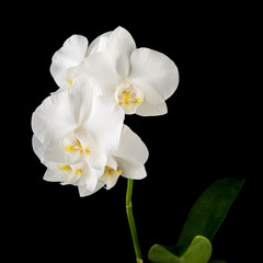 White Phalaenopsis orchid flowers on black background.