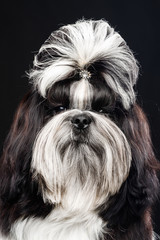 Shih Tzu dog on Isolated Black Background in studio